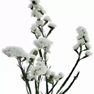 Limonium SINUATUM GLACIER WHITE 80cm/35g