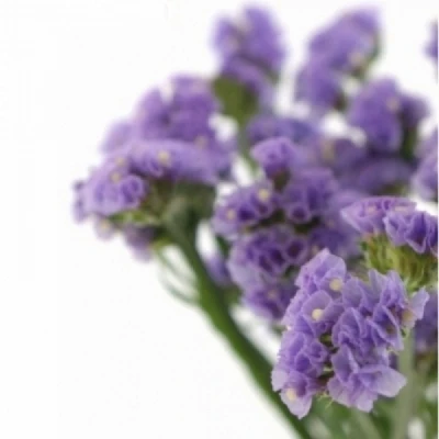LIMONIUM SINUATUM HAPPY WINGS