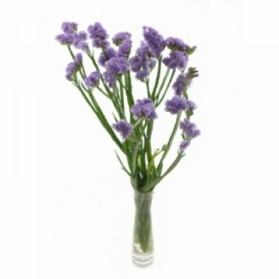 LIMONIUM SINUATUM HAPPY WINGS