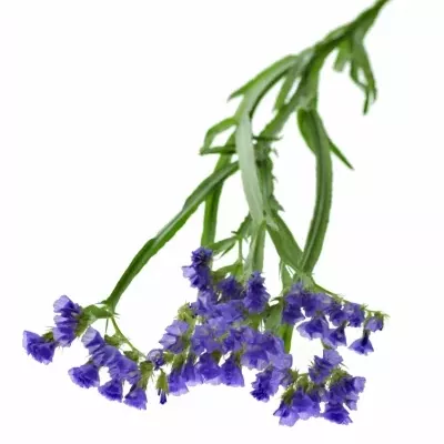 LIMONIUM SINUATUM PIPPA WINGS 70cm/30g