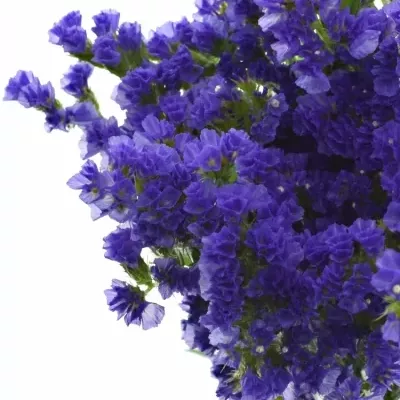 LIMONIUM SINUATUM PIPPA WINGS 70cm/30g