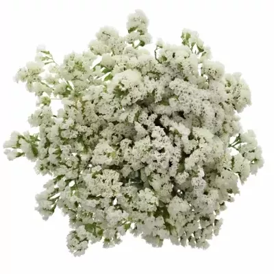 Limonium SINUATUM POLAR SUN BIRDS 80cm / 60g