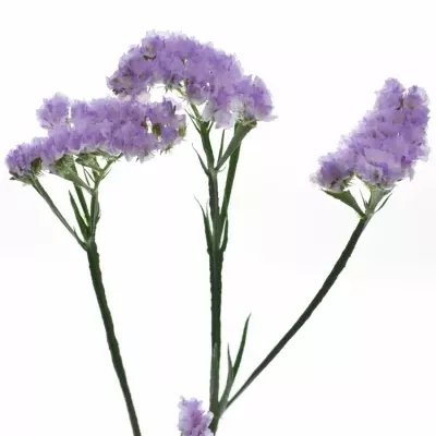 LIMONIUM SINUATUM ROSSI SUN BIRDS 80cm/100g