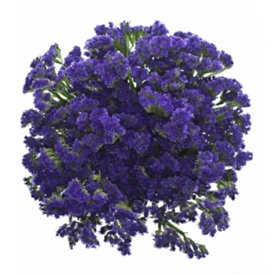 LIMONIUM SINUATUM SEA SUN BIRDS