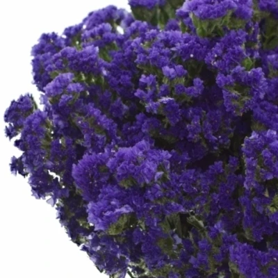 LIMONIUM SINUATUM SEA SUN BIRDS