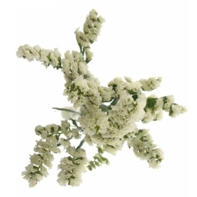 LIMONIUM SINUATUM SILVER SUN BIRDS