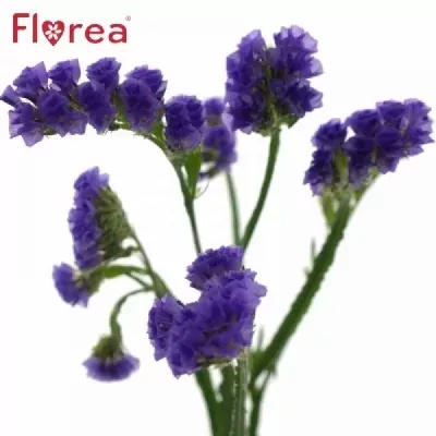LIMONIUM SINUATUM SINUET BLUE 55cm/25g