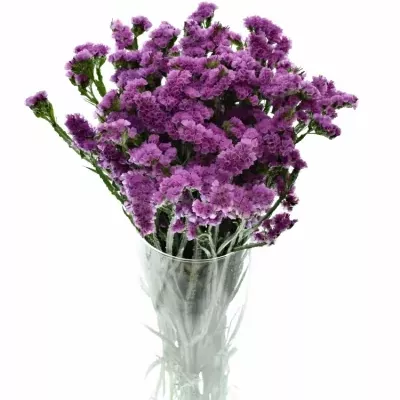 LIMONIUM SINUATUM SWEET WINGS 60cm/30g