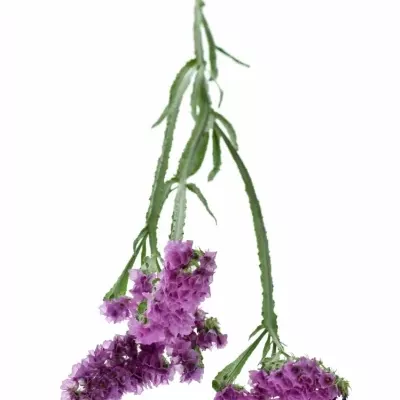 LIMONIUM SINUATUM SWEET WINGS 60cm/30g