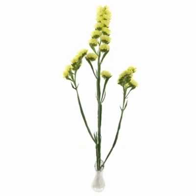 LIMONIUM SINUATUM YELLOW SUN BIRDS 