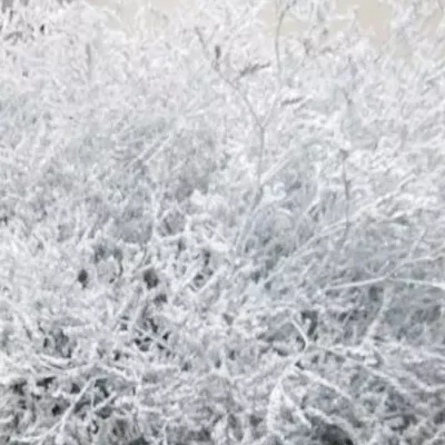 LIMONIUM WHITE 50cm/20g