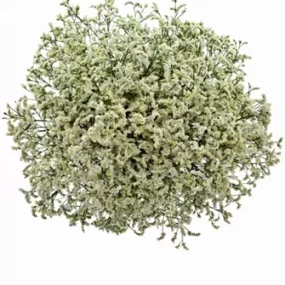 LIMONIUM WHITE DIAMON