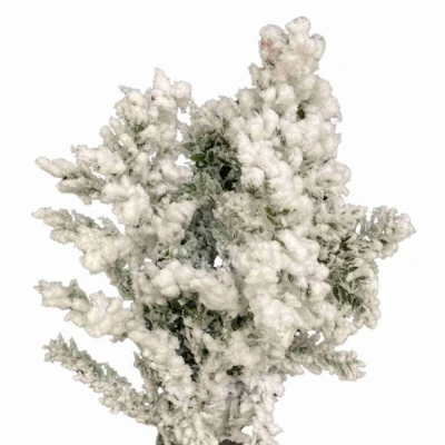 Listnatec MINI ITALY SNOW 70cm