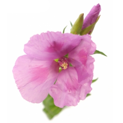 Lokanka AMOENA GRACE LAVENDER
