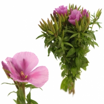 Lokanka AMOENA GRACE LAVENDER 50 cm