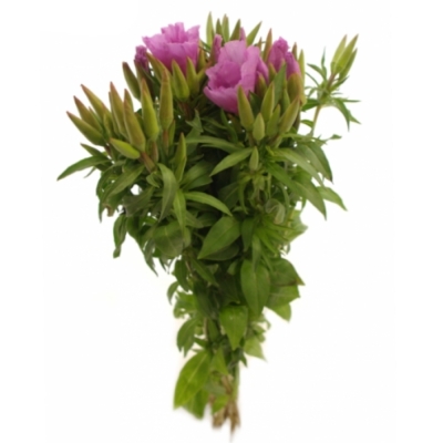Lokanka AMOENA GRACE LAVENDER