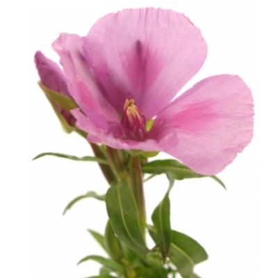 Lokanka AMOENA GRACE LAVENDER