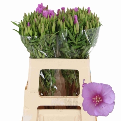 Lokanka AMOENA GRACE LAVENDER