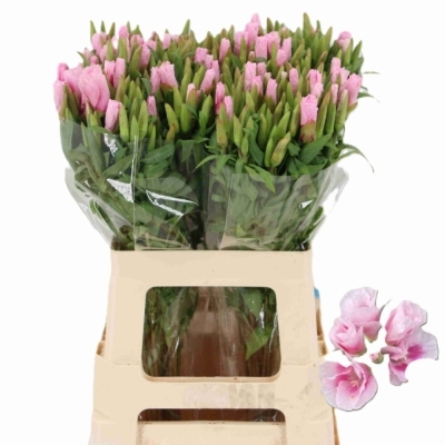 Lokanka AMOENA GRACE ROSE PINK