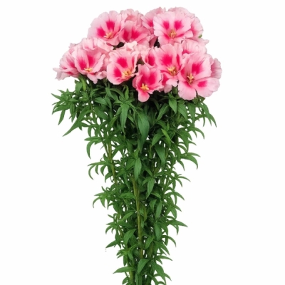 Lokanka AMOENA GRACE ROSE PINK