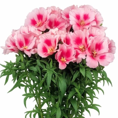 Lokanka AMOENA GRACE ROSE PINK 50 cm