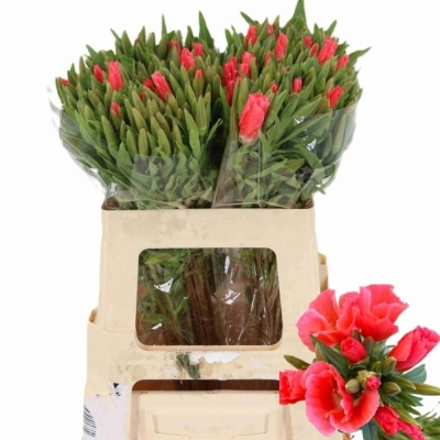 Lokanka AMOENA GRACE SALMON 50cm