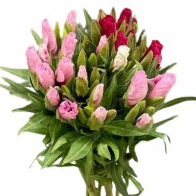 Lokanka AMOENA MIX 60cm