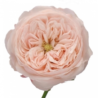 Luxusní růže  MANSFIELD PARK 40cm xl)