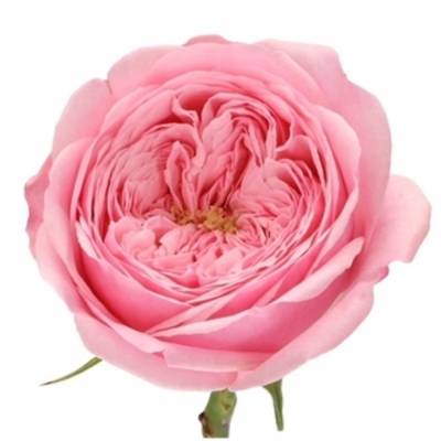 Luxusní růže  MANSFIELD PINK PARK 40cm (L)