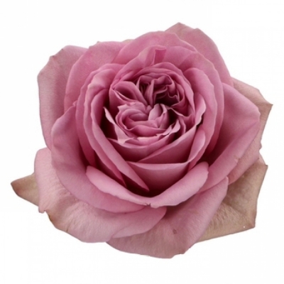 Luxusní růže MONT MARTRE+ 50cm (XL)