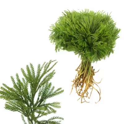 LYCOPODIUM 20cm