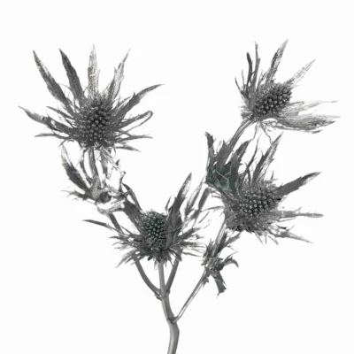 Máčka SILVER 70 cm