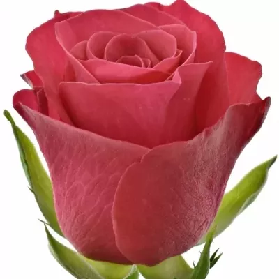 Malinová růže TACAZZI 60cm (L)