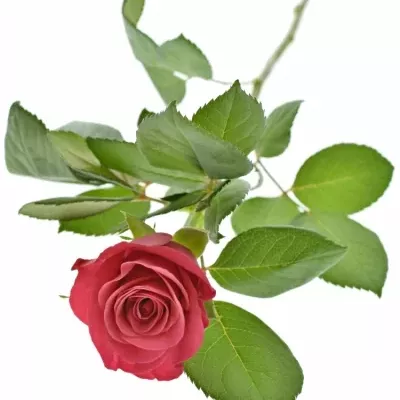 Malinová růže TACAZZI