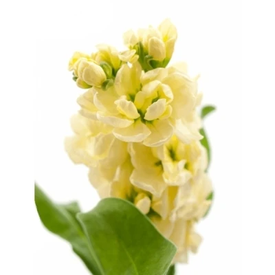 Fiala INCANA MATHILDA YELLOW 60cm