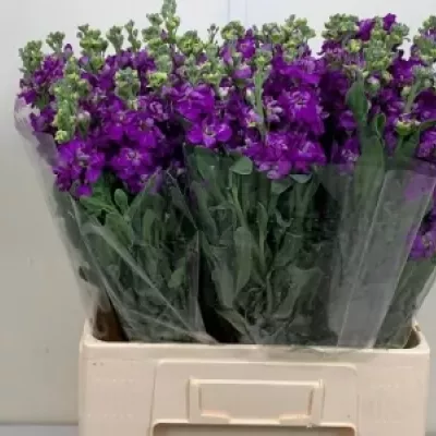 Matiola PHANTOM PURPLE 65cm