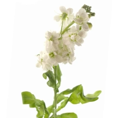 MATTHIOLA AIDA WHITE