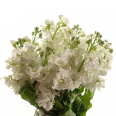MATTHIOLA AIDA WHITE