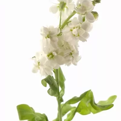 MATTHIOLA AIDA WHITE