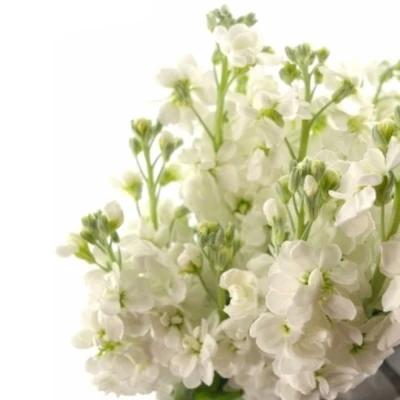 MATTHIOLA AIDA WHITE