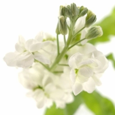 MATTHIOLA AIDA WHITE