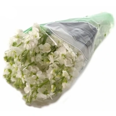 MATTHIOLA AIDA WHITE