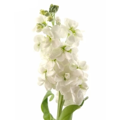 MATTHIOLA AIDA WHITE