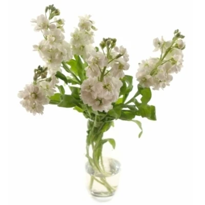 MATTHIOLA AIDA WHITE