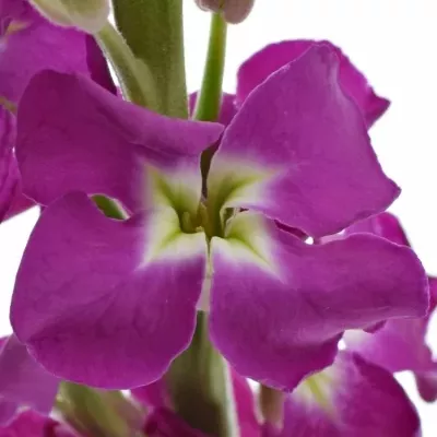 Matthiola ANYTIME ROSE 50cm