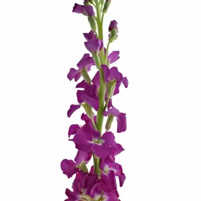 Matthiola ANYTIME ROSE 50cm