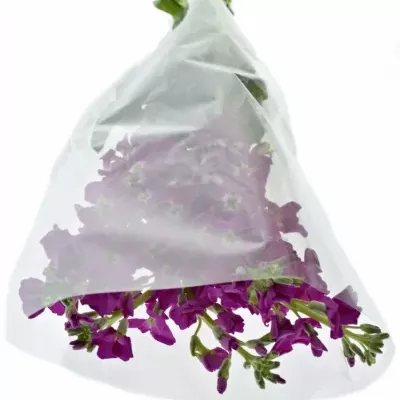 Matthiola ANYTIME ROSE 50cm