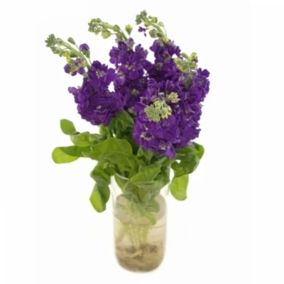 MATTHIOLA CENTUM DEEP BLUE