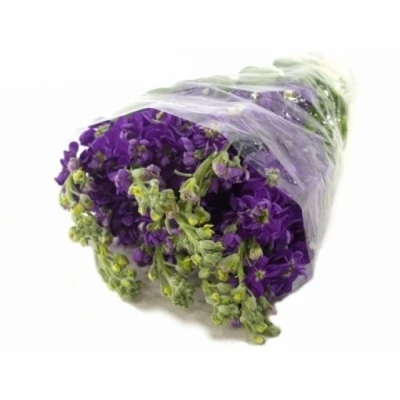 MATTHIOLA CENTUM DEEP BLUE