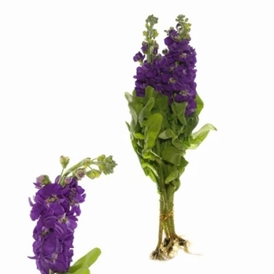 MATTHIOLA CENTUM DEEP BLUE